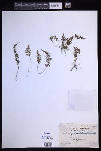 Amauropelta grammitoides image