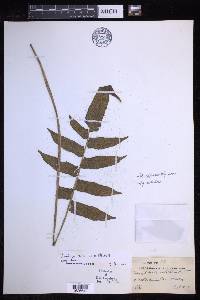 Pronephrium menisciicarpon image