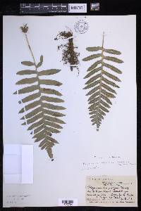 Polypodium californicum image