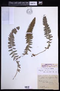 Polystichum scopulinum image