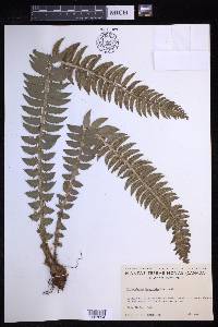 Polystichum lonchitis image