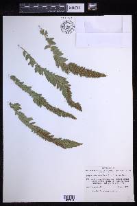 Polystichum scopulinum image