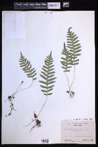 Polypodium glycyrrhiza image