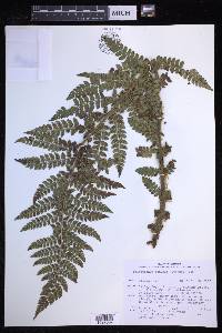 Polystichum braunii image