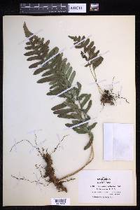 Polypodium californicum image