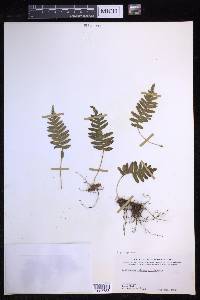 Polypodium glycyrrhiza image