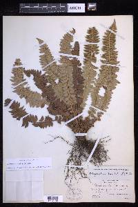 Polystichum lonchitis image