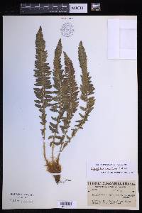 Polystichum scopulinum image