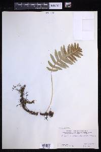 Polypodium glycyrrhiza image