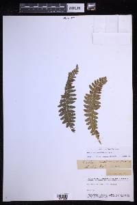 Polystichum braunii image