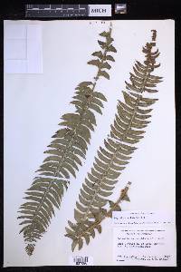 Polystichum lonchitis image