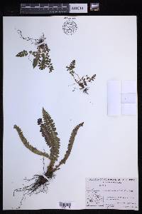 Polystichum lonchitis image