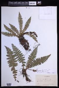 Polystichum braunii image