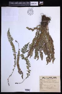 Polystichum lonchitis image