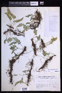 Polypodium sibiricum image