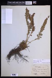 Polystichum lemmonii image