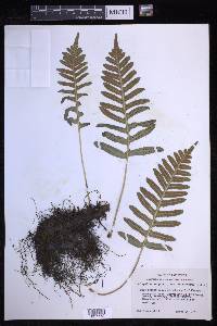 Polypodium calirhiza image