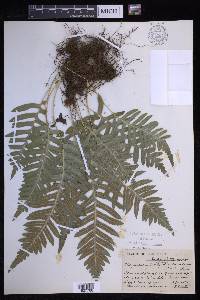 Polypodium calirhiza image