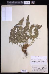 Polystichum scopulinum image