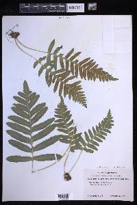 Polypodium californicum image