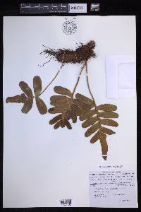 Polypodium scouleri image