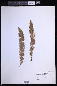 Polystichum lonchitis image