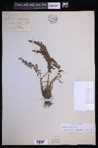 Polystichum lemmonii image