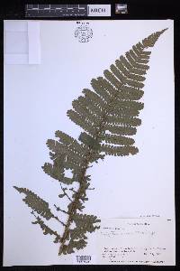 Cyathea ursina image