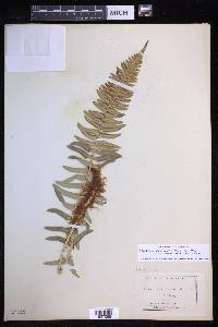 Polystichum imbricans subsp. curtum image