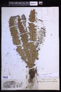 Polystichum lonchitis image