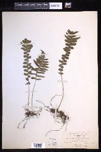 Polypodium californicum image