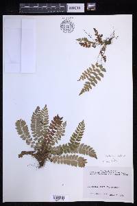 Polystichum lonchitis image