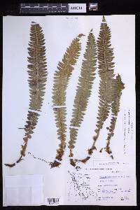 Polystichum lonchitis image