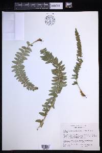 Polystichum scopulinum image