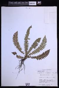 Polystichum lonchitis image