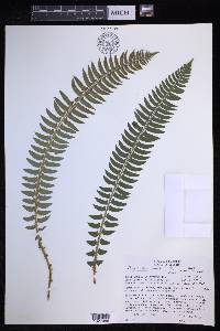 Polystichum lonchitis image