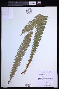 Polystichum lonchitis image