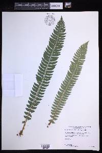 Polystichum lonchitis image