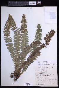 Polystichum lonchitis image