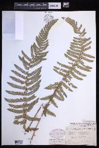 Polystichum californicum image