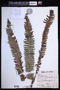 Polystichum lonchitis image