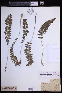 Polystichum scopulinum image