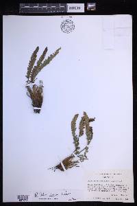 Polystichum lemmonii image