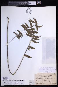 Nephrolepis falcata image