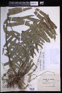 Nephrolepis biserrata image