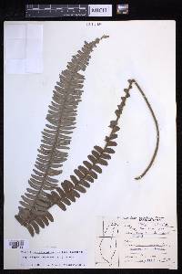 Nephrolepis cordifolia image