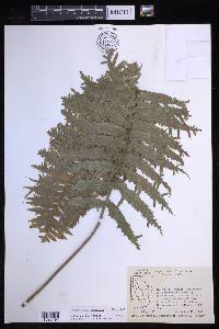 Nephrolepis hirsutula image