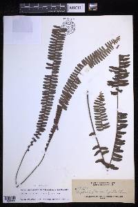 Nephrolepis cordifolia image