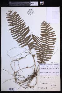 Nephrolepis brownii image