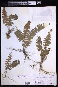 Nephrolepis exaltata image